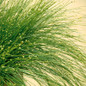 Graceful Grasses® Fiber Optic Grass Blades