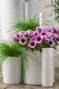 Graceful Grasses® Fiber Optic Grass in Mixed Annual Planters