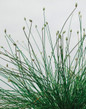Graceful Grasses® Fiber Optic Grass Seed Heads