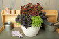 ColorBlaze® Dipt in Wine Coleus in Mixed Annual Planter