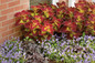 ColorBlaze® Dipt in Wine Coleus in the shade garden