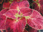 ColorBlaze® Dipt in Wine Coleus Leaves