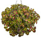 ColorBlaze® Strawberry Drop Coleus in Hanging Basket