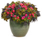 ColorBlaze® Strawberry Drop Coleus in mixed annual garden planter