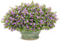 Snowstorm® Blue Bacopa Blooming in Container