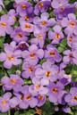 Snowstorm® Blue Bacopa Flowers and Foliage