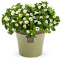 Catalina White Linen Wishbone Flower Plant Flowering in Planter