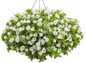 Catalina White Linen Wishbone Flower in Hanging Basket
