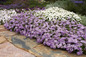 Superbena® Large Lilac Blue Verbena in Annual Garden by the Path