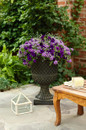 Superbena Large Lilac Blue Verbena  in decorative urn planter