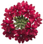 Superbena Royale Romance Verbena flowers closeup