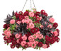 Superbena Royale Romance Verbena in hanging basket