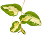 Variegated Vinca Vine Stem with leaves close up