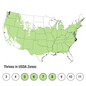 Fire Chief Arborvitae Growing Zones