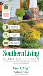 Fire Chief Arborvitae Plant Tag Information