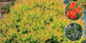 Large Fire Chief Arborvitae Growing