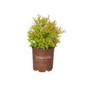 Fire Chief Arborvitae in Southern Living Pot