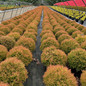 Thuja occidentalis 'Congabe' in the nursery