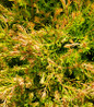 Fire Chief Globe Arborvitae foliage close-up