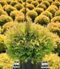 Fire Chief Globe Arborvitae #3 container