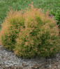 Fire Chief Globe Arborvitae full plant view