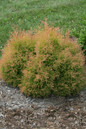 Fire Chief Arborvitae Bush