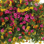 Candyland Mixed Annual Combo Flowers and Foliage Close Up
