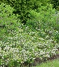 Ground Hug Chokeberry displaying delicate white flowers