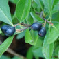 Ground Hug Aronia Berries and Leaves