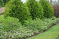 Ground_Hog_Aronia_in_garden_planter
