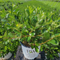 Low Scape Mound® Aronia Crop