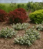 Low Scape Mound Chokeberry in landscape planting.jpg