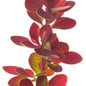 Sunjoy® Tangelo™ Barberry Growing Leaves