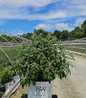 Pugster Pinker Butterfly Bush nursery container plant