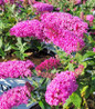 Pugster Pinker Butterfly Bush bright pink blooms