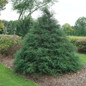 Large Haywire™ False Cypress Shrub in the Garden
