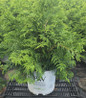 Soft Serve® False Cypress