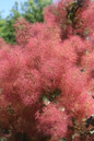 The Velvet Fog® Smokebush with unique pink blooms
