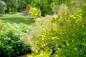 Winecraft Gold Smokebush bright golden foliage