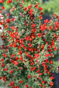 Sister Redhead® Scotch Broom Branches Covered in Flowers