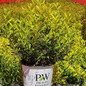 Chardonnay Pearls Deutzia Crop