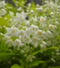 Chardonnay Pearls Deutzia yellow foliage