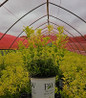 Chardonnay Pearls Deutzia #2 container