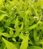 Chardonnay Pearls Deutzia white flower buds
