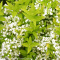 Chardonnay Pearls® Deutzia Foliage and Flowers