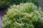 Large Chardonnay Pearls® Deutzia Shrub Blooming