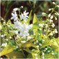 Chardonnay Pearls® Deutzia Stems With Flower Buds and Blooms