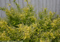 Chardonnay Pearls® Deutzia Bush Growing By A Fence
