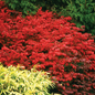 Fire Ball Burning Bush Growing in the Garden