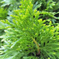 Emerald Green Arborvitae Foliage